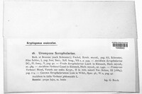 Uromyces scrophulariae image